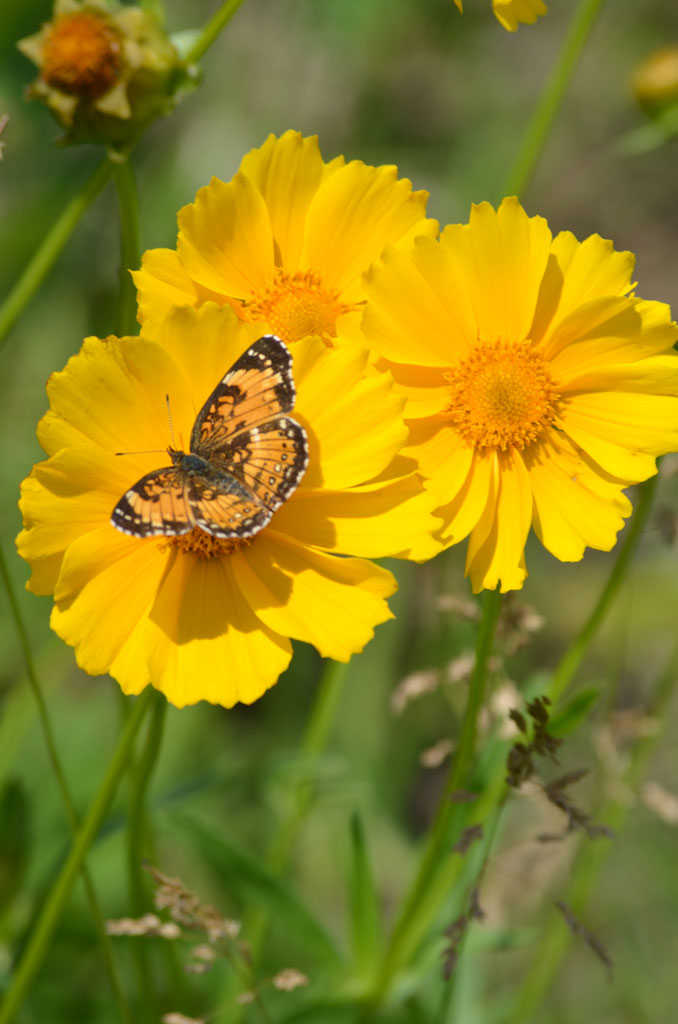 Coreopsis - Sand (Lance) (Coreopsis lanceolata)